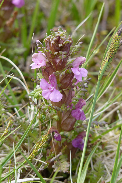Pflanzenbild gross Waldmoor-Läusekraut - Pedicularis sylvatica