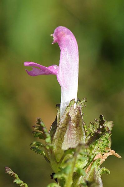 Pflanzenbild gross Waldmoor-Läusekraut - Pedicularis sylvatica