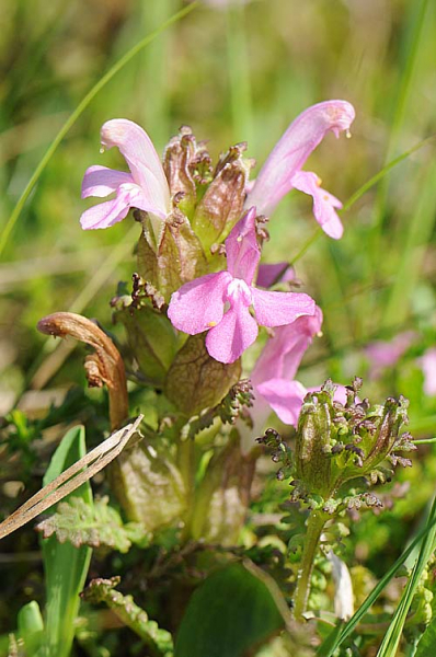 Pflanzenbild gross Waldmoor-Läusekraut - Pedicularis sylvatica