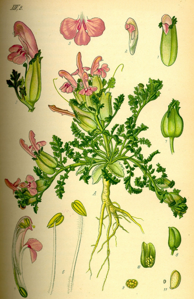 Pflanzenbild gross Waldmoor-Läusekraut - Pedicularis sylvatica