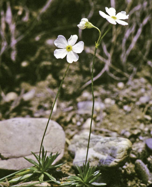 Pflanzenbild gross Milchweisser Mannsschild - Androsace lactea