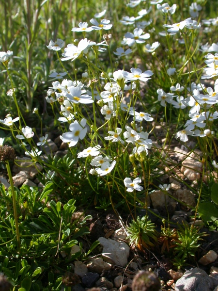 Pflanzenbild gross Milchweisser Mannsschild - Androsace lactea