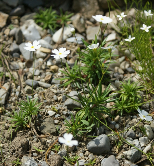 Pflanzenbild gross Milchweisser Mannsschild - Androsace lactea