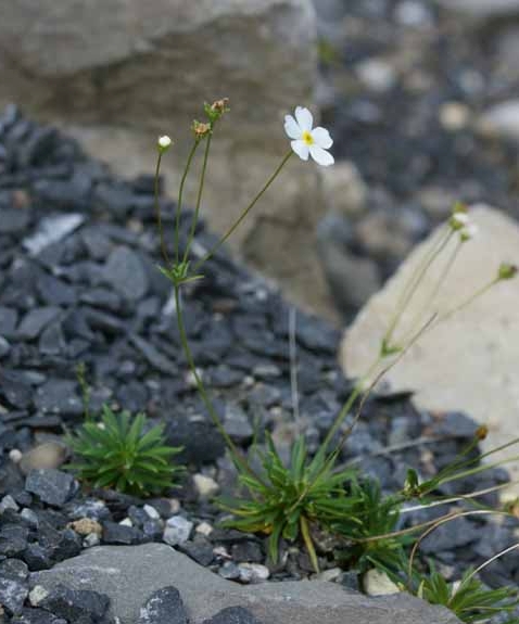 Pflanzenbild gross Milchweisser Mannsschild - Androsace lactea