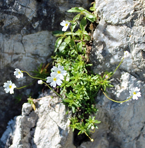 Pflanzenbild gross Milchweisser Mannsschild - Androsace lactea