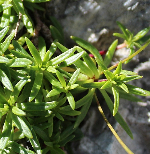 Pflanzenbild gross Milchweisser Mannsschild - Androsace lactea