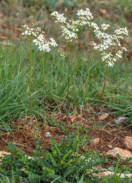 Pflanzenbild gross Knolliger Geissbart - Filipendula vulgaris