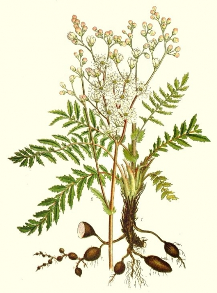 Pflanzenbild gross Knolliger Geissbart - Filipendula vulgaris