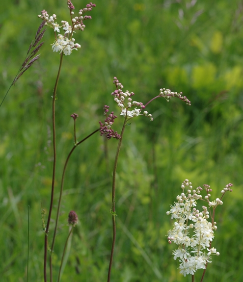 Pflanzenbild gross Knolliger Geissbart - Filipendula vulgaris