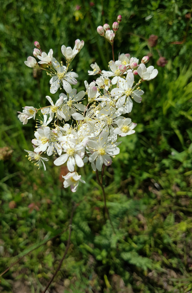 Pflanzenbild gross Knolliger Geissbart - Filipendula vulgaris