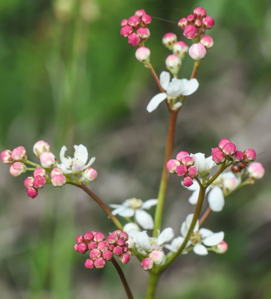 Pflanzenbild gross Knolliger Geissbart - Filipendula vulgaris