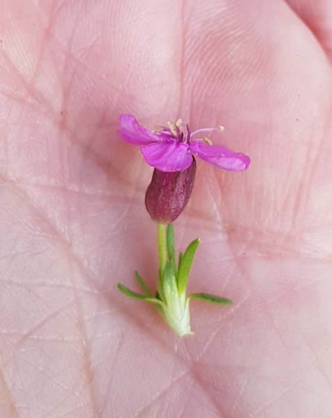 Pflanzenbild gross Kalk-Polsternelke - Silene acaulis