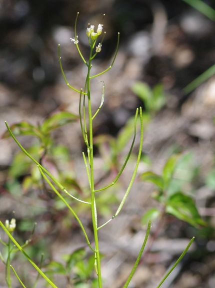 Pflanzenbild gross Felsen-Gänsekresse - Arabis nova