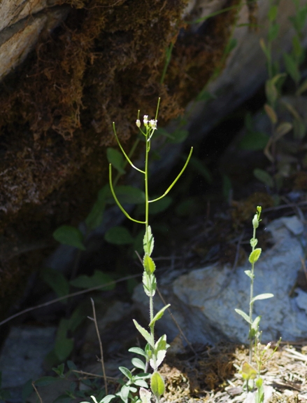 Pflanzenbild gross Felsen-Gänsekresse - Arabis nova