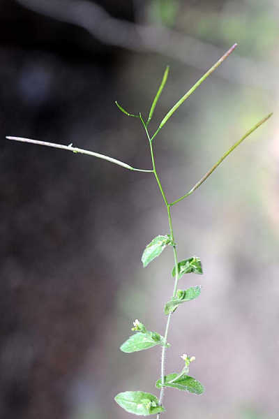 Pflanzenbild gross Felsen-Gänsekresse - Arabis nova