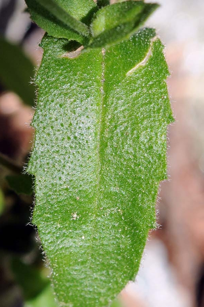 Pflanzenbild gross Felsen-Gänsekresse - Arabis nova