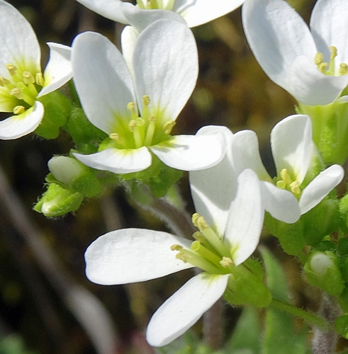 Pflanzenbild gross Felsen-Gänsekresse - Arabis nova