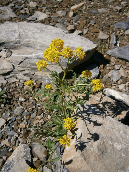 Pflanzenbild gross Österreicher Rauke - Sisymbrium austriacum