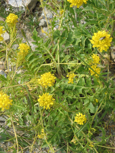 Pflanzenbild gross Österreicher Rauke - Sisymbrium austriacum