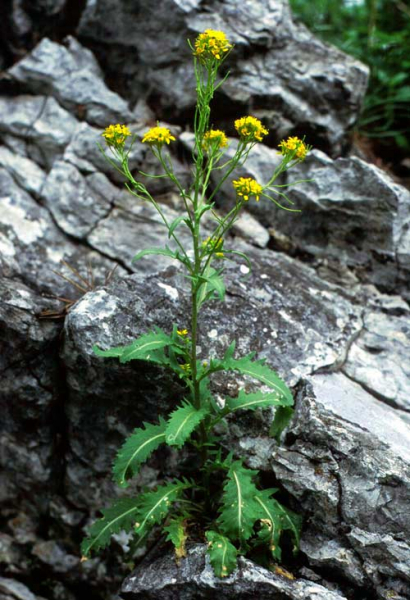 Pflanzenbild gross Österreicher Rauke - Sisymbrium austriacum