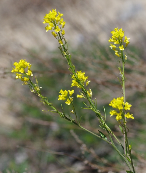 Pflanzenbild gross Österreicher Rauke - Sisymbrium austriacum