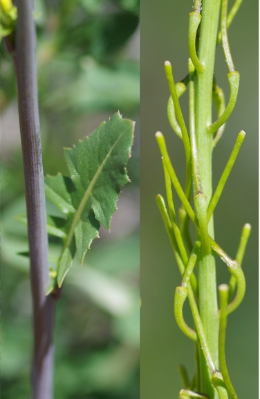 Pflanzenbild gross Österreicher Rauke - Sisymbrium austriacum