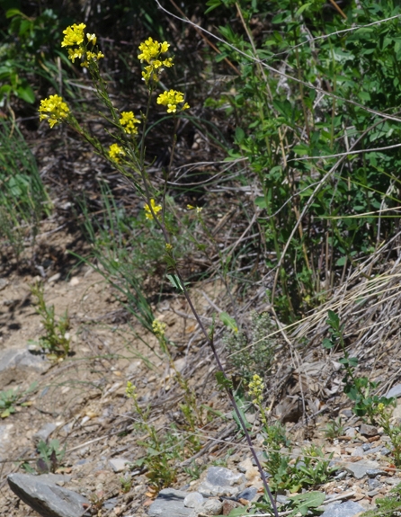 Pflanzenbild gross Österreicher Rauke - Sisymbrium austriacum