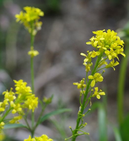 Pflanzenbild gross Österreicher Rauke - Sisymbrium austriacum