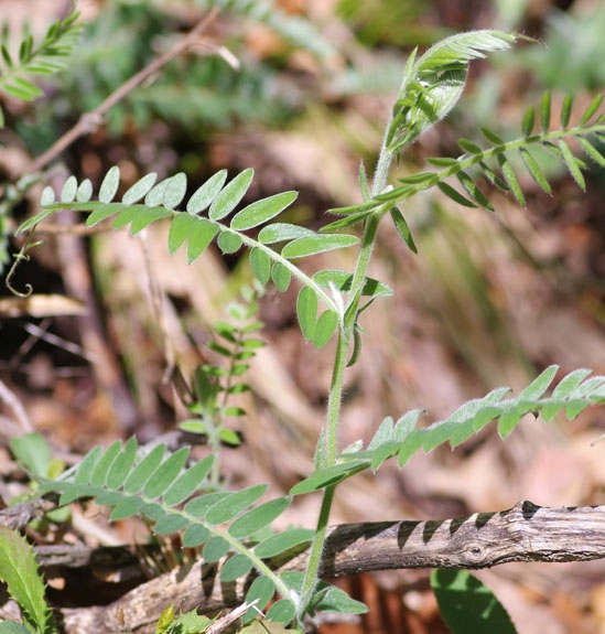 Pflanzenbild gross Graue Vogel-Wicke - Vicia cracca subsp. incana