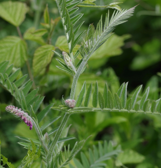 Pflanzenbild gross Graue Vogel-Wicke - Vicia cracca subsp. incana