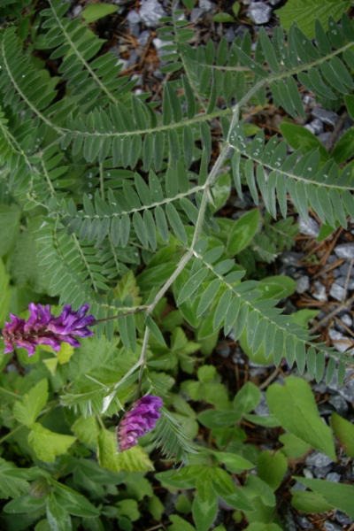 Pflanzenbild gross Graue Vogel-Wicke - Vicia cracca subsp. incana