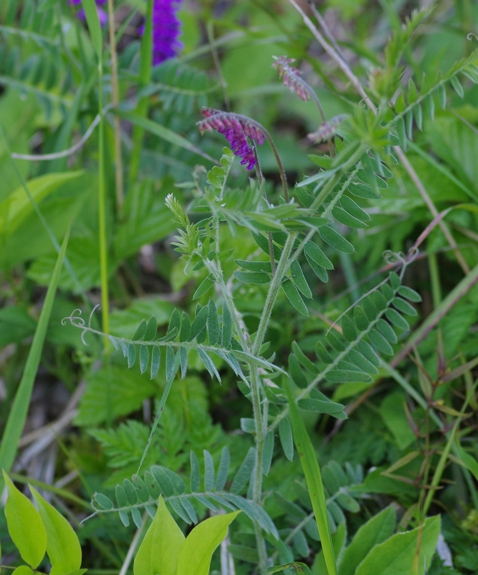 Pflanzenbild gross Graue Vogel-Wicke - Vicia cracca subsp. incana