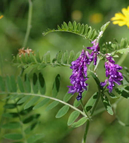 Pflanzenbild gross Graue Vogel-Wicke - Vicia cracca subsp. incana