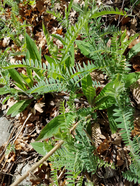 Pflanzenbild gross Graue Vogel-Wicke - Vicia cracca subsp. incana