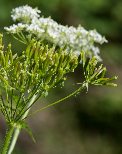 Pflanzenbild gross Gelbfrüchtiger Kälberkropf - Chaerophyllum aureum