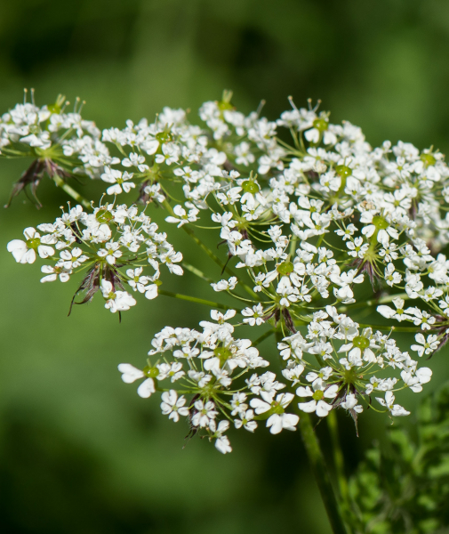 Pflanzenbild gross Gelbfrüchtiger Kälberkropf - Chaerophyllum aureum