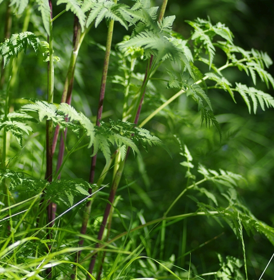 Pflanzenbild gross Gelbfrüchtiger Kälberkropf - Chaerophyllum aureum
