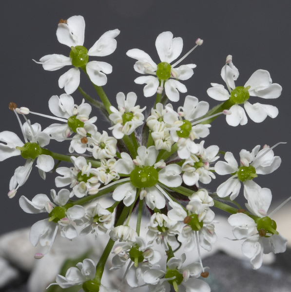 Pflanzenbild gross Gelbfrüchtiger Kälberkropf - Chaerophyllum aureum
