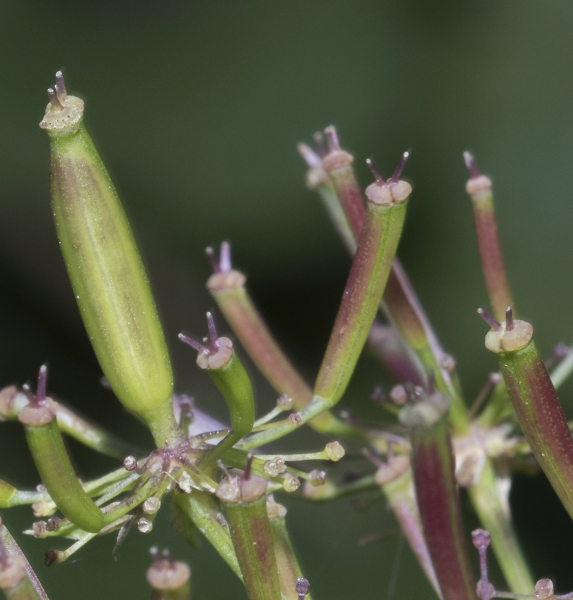 Pflanzenbild gross Gelbfrüchtiger Kälberkropf - Chaerophyllum aureum