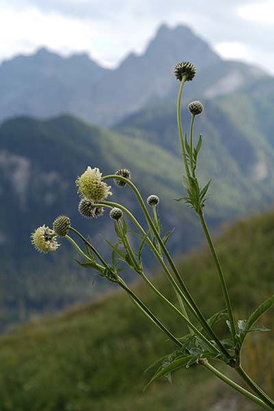 Pflanzenbild gross Alpen-Schuppenkopf - Cephalaria alpina