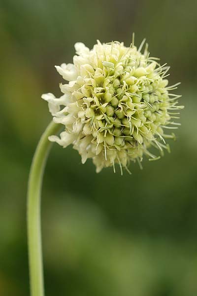 Pflanzenbild gross Alpen-Schuppenkopf - Cephalaria alpina