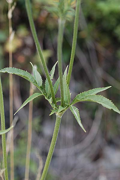 Pflanzenbild gross Alpen-Schuppenkopf - Cephalaria alpina