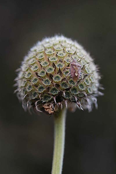 Pflanzenbild gross Alpen-Schuppenkopf - Cephalaria alpina