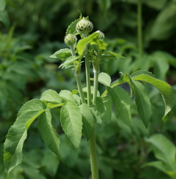 Pflanzenbild gross Alpen-Schuppenkopf - Cephalaria alpina