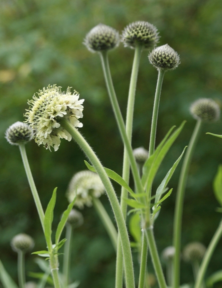 Pflanzenbild gross Alpen-Schuppenkopf - Cephalaria alpina