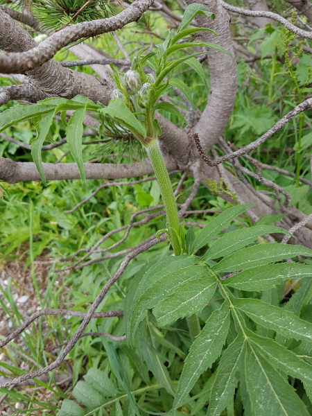 Pflanzenbild gross Alpen-Schuppenkopf - Cephalaria alpina