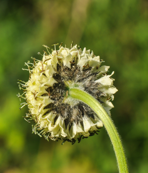 Pflanzenbild gross Alpen-Schuppenkopf - Cephalaria alpina