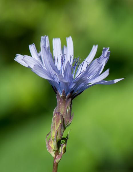 Pflanzenbild gross Plumiers Milchlattich - Cicerbita plumieri