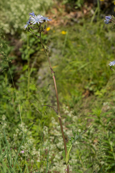 Pflanzenbild gross Plumiers Milchlattich - Cicerbita plumieri