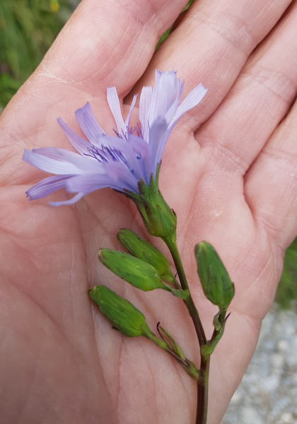 Pflanzenbild gross Plumiers Milchlattich - Cicerbita plumieri